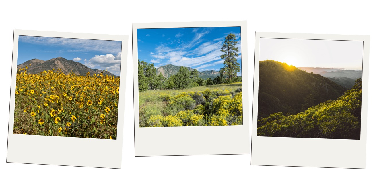 Polaroid trio of sunflowers below a peak, a pine meadow, and a forested hillside at sunset