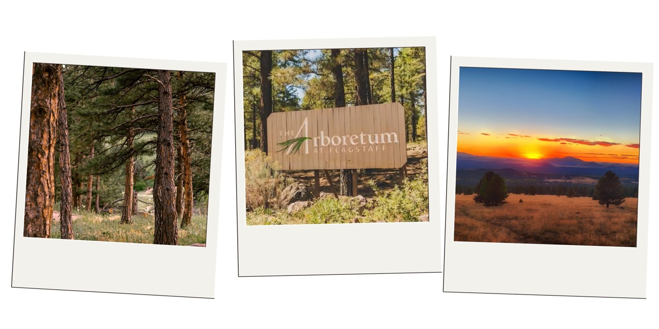 Polaroid trio of pine forest, the Arboretum at Flagstaff sign, and a desert sunset