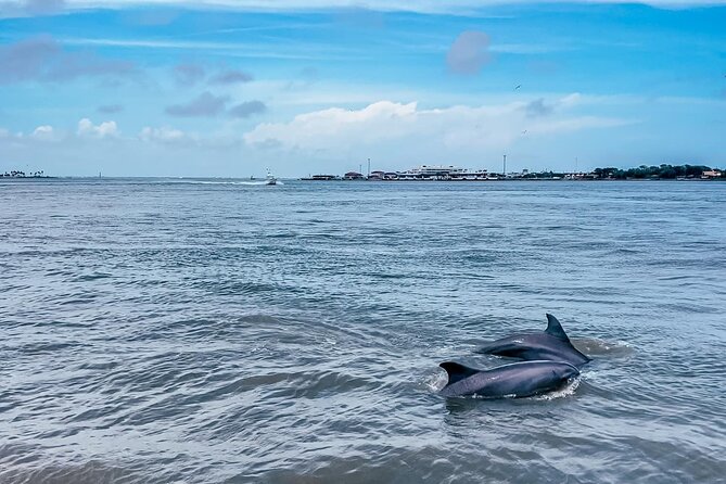 Baywatch Dolphin Tour