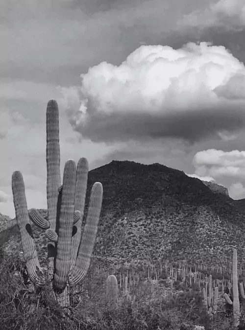 Things to do in Tucson
