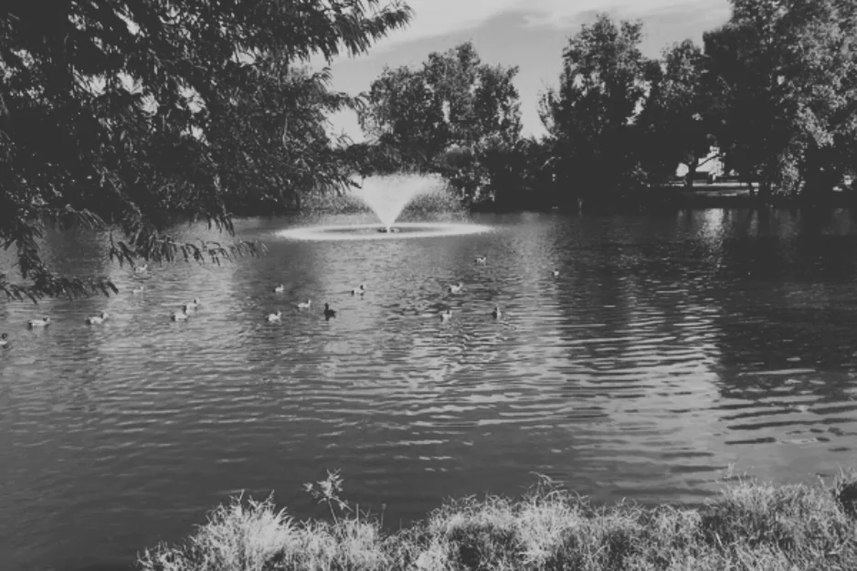 Park pond with a fountain and ducks framed by trees in black and white