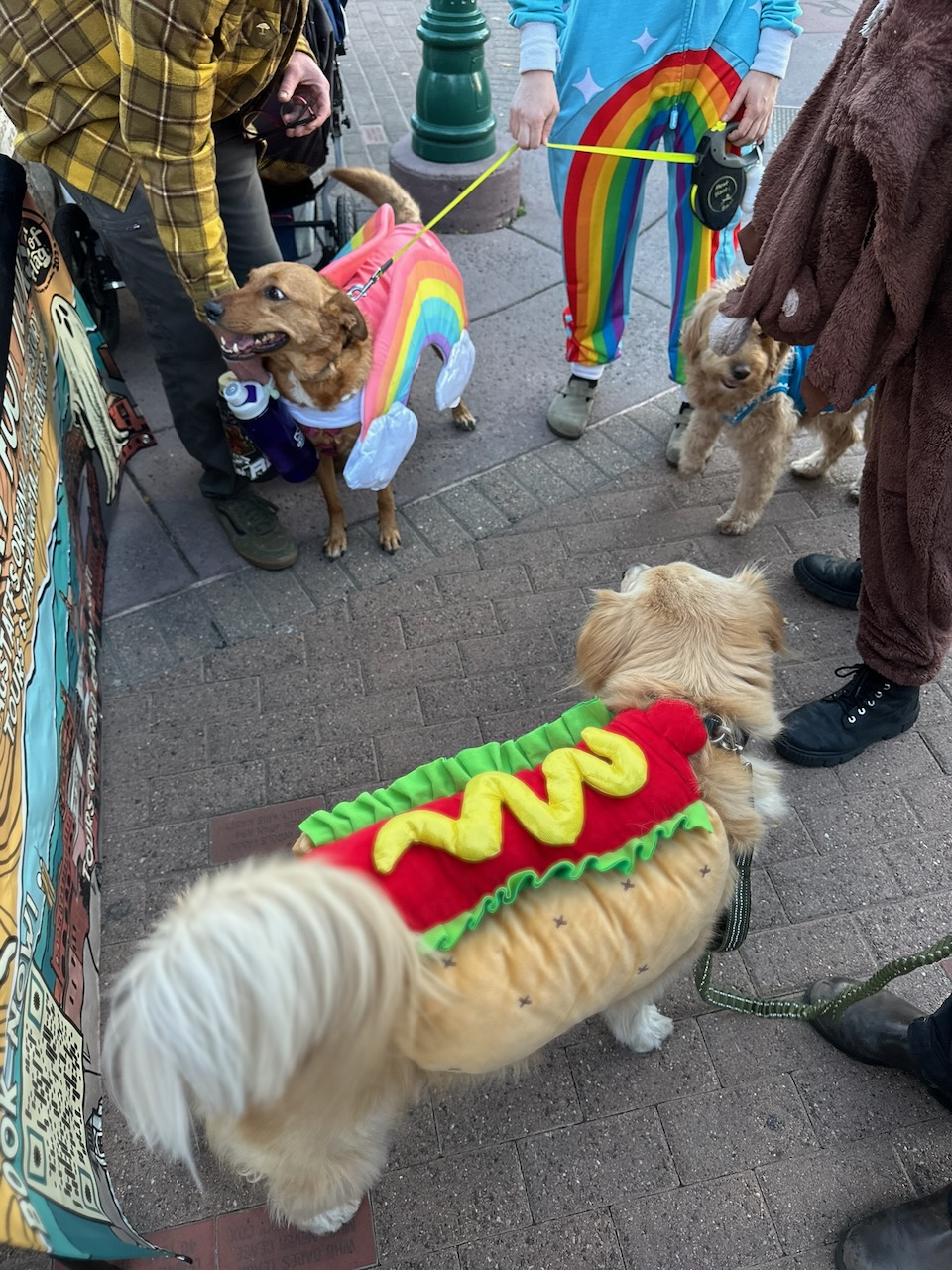 Small dog in a hot dog costume at Howl-O-Ween 2025, with a unicorn-costumed dog behind