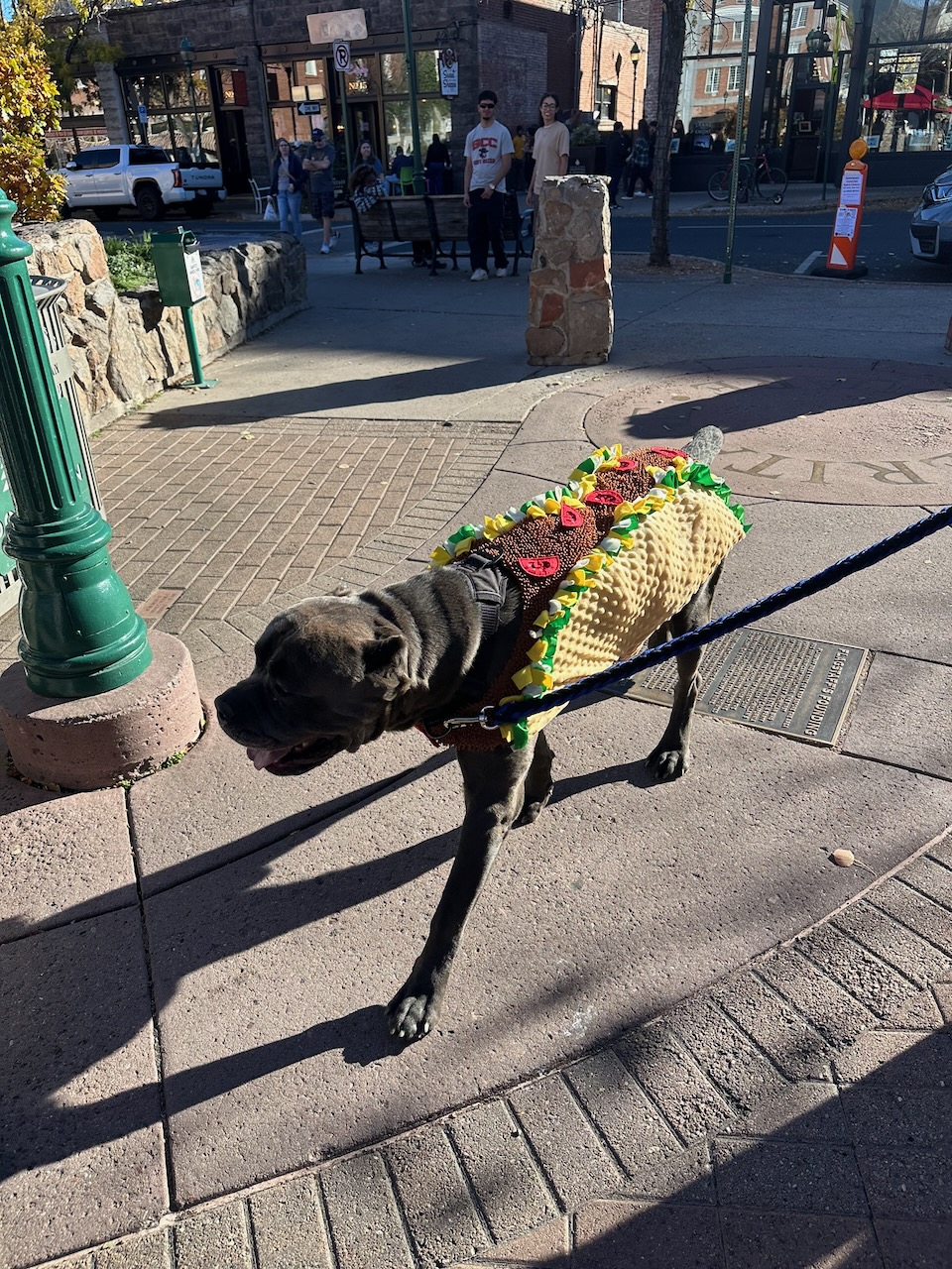 Dark dog in a taco costume walking through downtown Flagstaff at Howl-O-Ween 2025