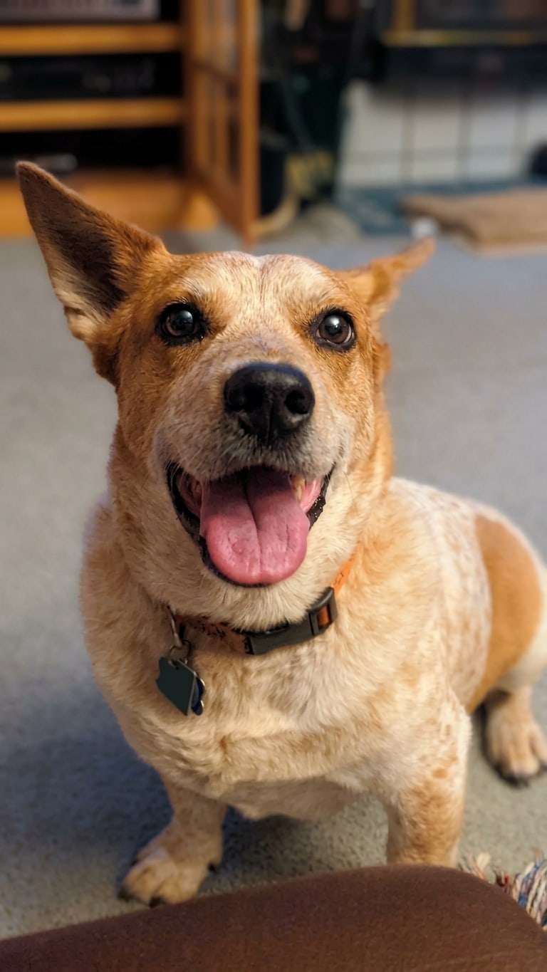 Gumbo, a red heeler with big upright ears and an orange collar, looking up with his tongue out in a living room