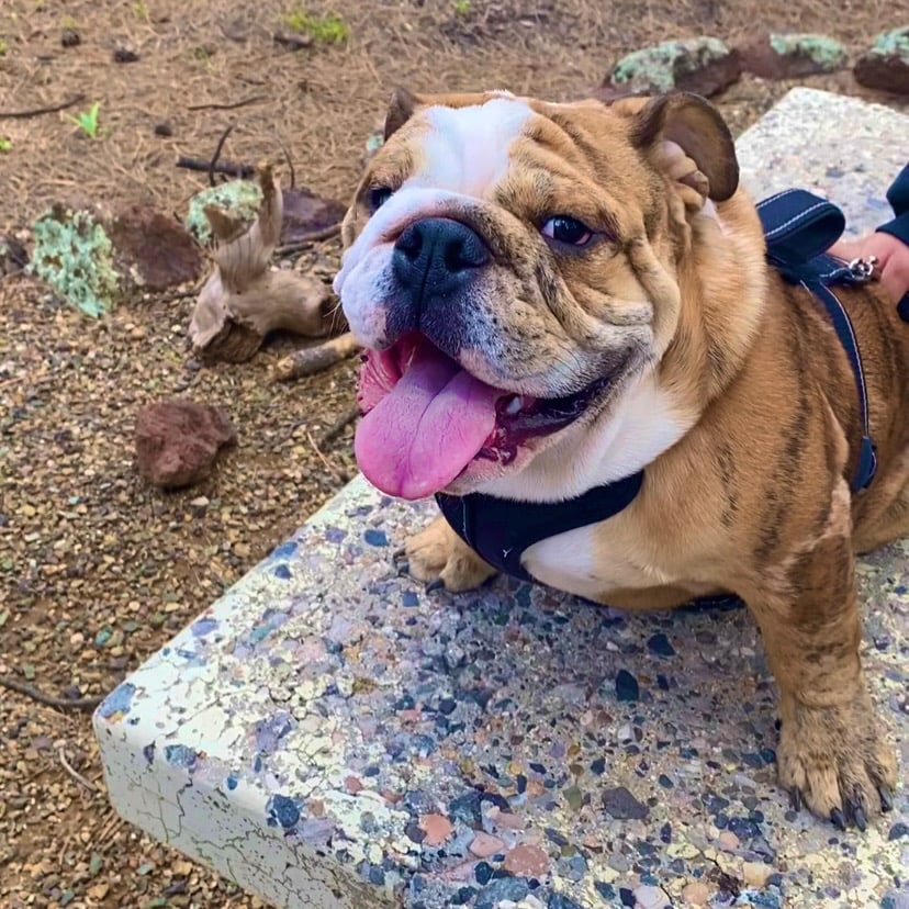 Hussle, a brindle and white English bulldog in a black harness, sitting on a stone bench with his tongue out