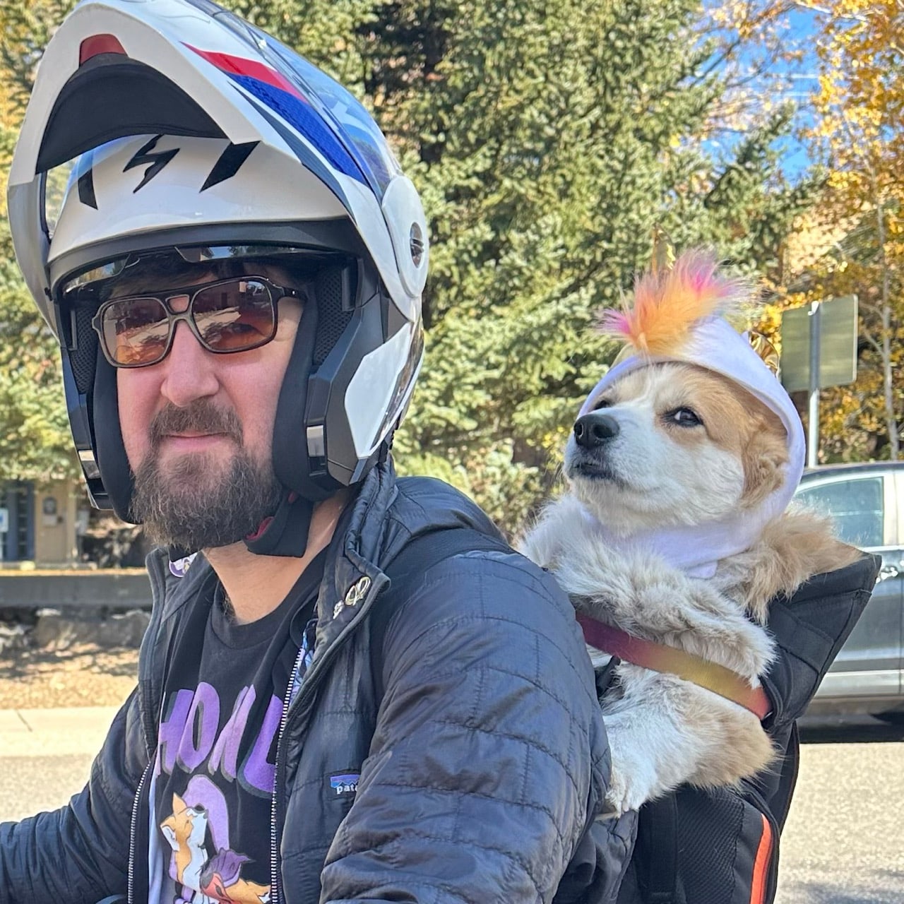 Shimmer, a tan and white corgi in a white hooded costume with a pink and orange feather crest, riding in a backpack on the back of a motorcycle on a sunny fall day