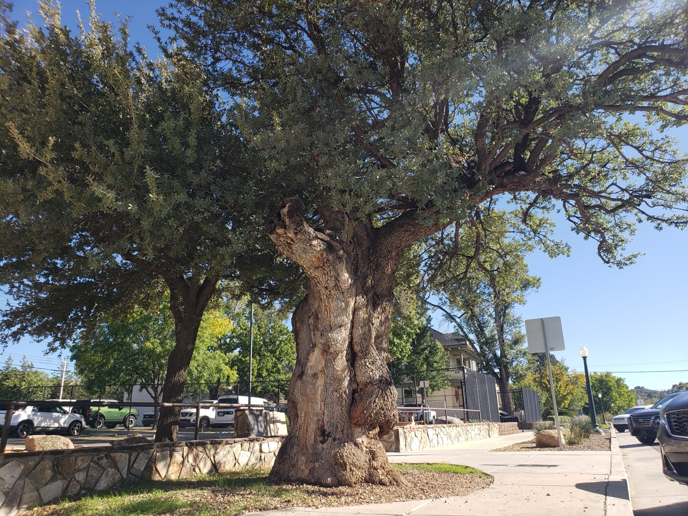 This gnarled old oak has shaded the plaza since Prescott's days as the seat of Arizona's first territorial capital.